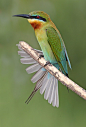 fairy-wren:

Blue-Tailed Bee-Eater. Photo by malaysian wildlife photography
