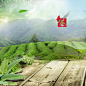 淘宝绿茶茶叶主图直通车高清素材 山茶 淘宝绿茶直通车 淘宝茶叶直通车 绿色 绿茶 绿茶山茶花茶主图 花茶直通车 茶叶主图 茶叶直通车 背景 设计图片 免费下载
