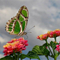 Awesome colour! Butterfly on lantana.