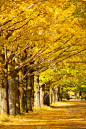 黄色,秋天,银杏树,横滨,公园,商业金融和工业,园林,植物,户外,木制