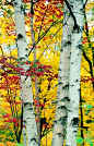Magnificent birches stand tall amid Mother Nature's autumn leaves... (Thanksgiving, harvest, gratitude): 