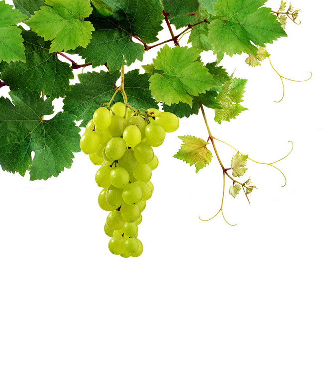 葡萄藤上挂着的一串葡萄高清图片图片