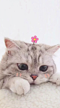 江