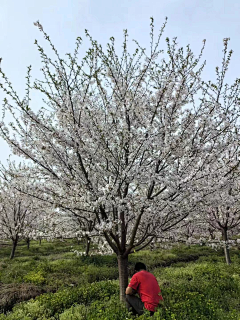 o萌萌o采集到落叶乔木(小乔)