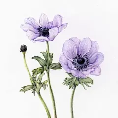 水彩--银莲花 - 高清图片，堆糖，美图壁纸兴趣社区