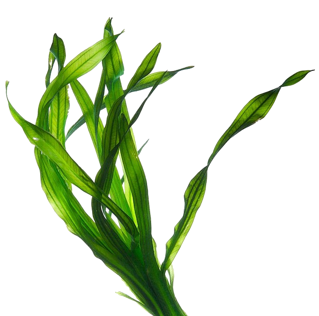 水草 (4)_2722034159
