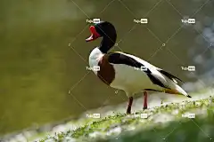 鸭 鸟 免费壁纸 高清壁纸 桌面背景 壁纸4K 大自然壁纸 羽毛