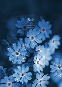 蓝色鲜花晶莹露珠休闲海报