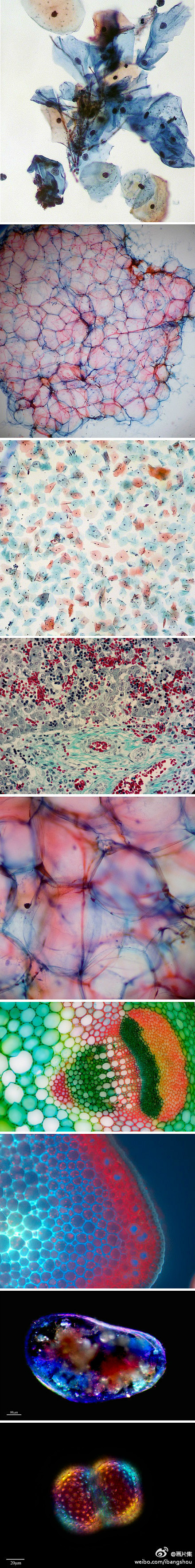 细胞美学，显微镜下的艺术，迷幻而深邃。