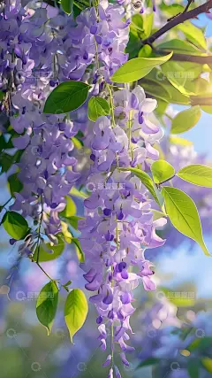 治愈系紫藤花手机壁纸4高清模板免费下载-趣麦麦图