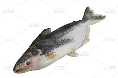 盘古鱼孤立在白色上