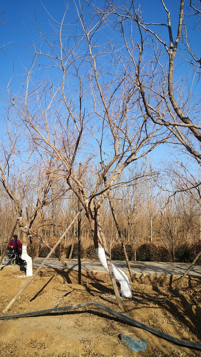 斜飘元宝枫