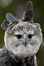 Harpy Eagle | Cutest Paw