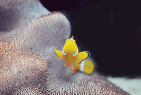 海底生物色彩配色方案