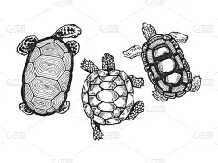 动物,雕刻图像,龟,分离着色,白色,白色背景,图像,海洋,矢量,绘制