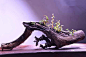 野生石斛兰花苔藓微景观植物 茶室盆景菖蒲盆栽摆件水培-淘宝网