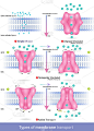 载体类型有膜转运扩散、主动转运和被动转运、促进扩散