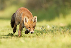 讨厌狮子采集到※H※▲FOX 狐.狸▲