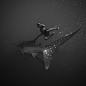 Water Dwellers. : A blog dedicated to all of the creatures that inhabit our earths various forms of water. Have a...