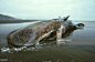 sperm whale, beached, karekare, north island, new zealand : Stock Photo