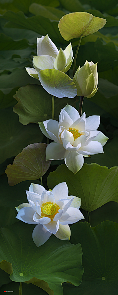 纤指花妖采集到繁花