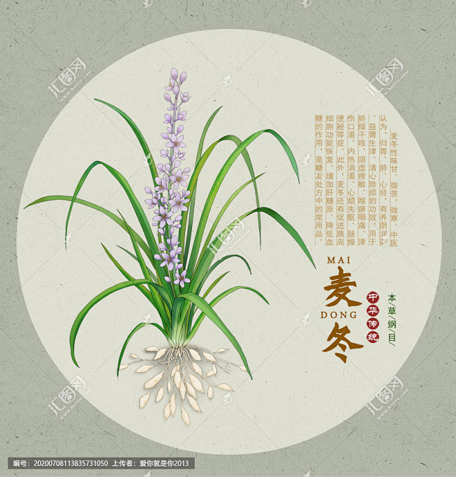 麦冬 麦门冬 沿阶草 中药文化 药材医草 手绘值物花草 麦冬花 草本植物 中手绘草药包装插画 中药插画 复古医书草药插图 手绘中草药 中医文化 ...