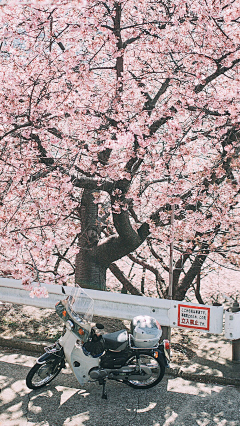 花香满庭园采集到风景，自然