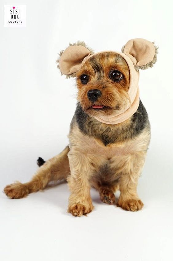 Pet costume, Snood f...