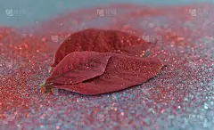 红一品红叶子上的蓝色和红色的闪光背景抽象