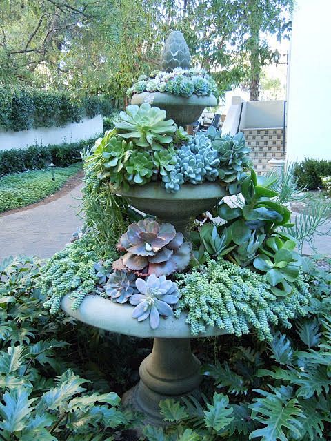 Succulents In Contai...