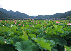 花玉竹采集到上木