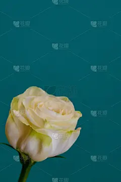 仅一朵花,白色,绿色背景,可爱的,贺卡,一个物体,彩色背景,壁纸,植物,日本