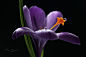 Nectar by Rina Barbieri on 500px