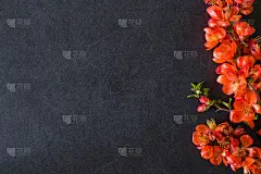 红色的榅桲花在深色的背景上。贺卡。