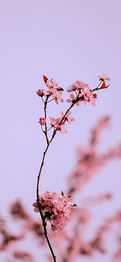 纱羽采集到花乱樱雪