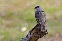白冠麻雀栖息在枯枝上