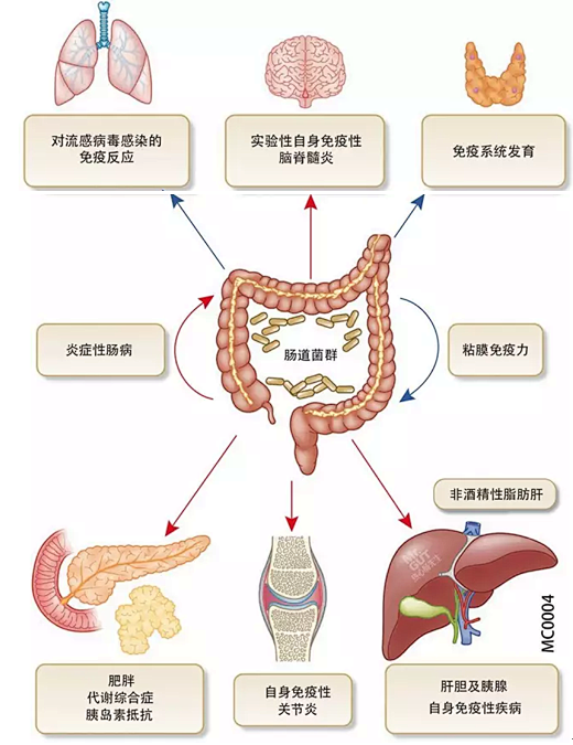 特色治疗：粪菌移植（FMT）治疗顽固性腹...
