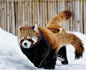 2016年2月23日消息（具体拍摄时间不详），加拿大魁北克，两只小红熊猫在雪地里玩耍，玩起了“警察与罪犯”的游戏，一只小红熊猫双手抬起，另一只则做出了“举枪”的动作。摄影师Dominic Marcoux在魁北克的Granby动物园捕捉下了这一有趣画面。 Pictured After the hands up moment the two pandas run off. Two adorable red pandas play a game of cops and robbers in the snow. 