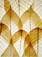 *** leaf pattern, Mike Moats...