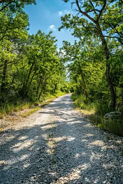农村公路林荫小道高清摄影图