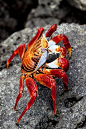 crab