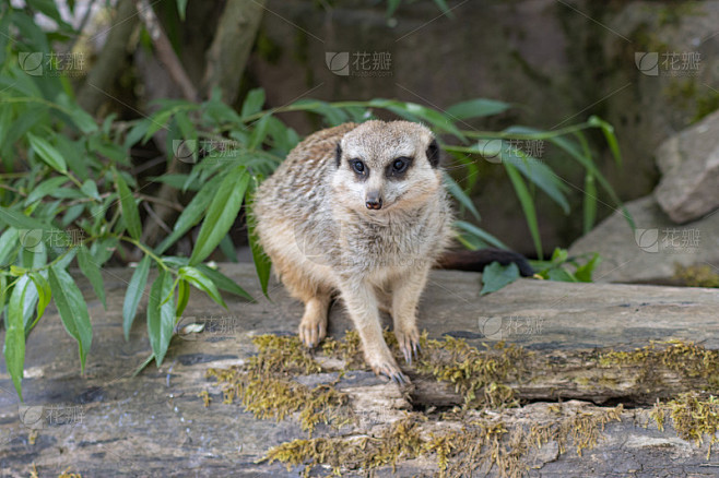 狐獴在他的观察石上(Suricata suricatta)