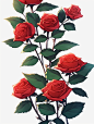 manyanlin_A_red_roses_with_dark_green_leaves_on_a_white_backgro_dc569312-c195-4e0e-93b7-58404f3136c7