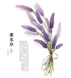 唐唐僧僧采集到素材--植物花草类
