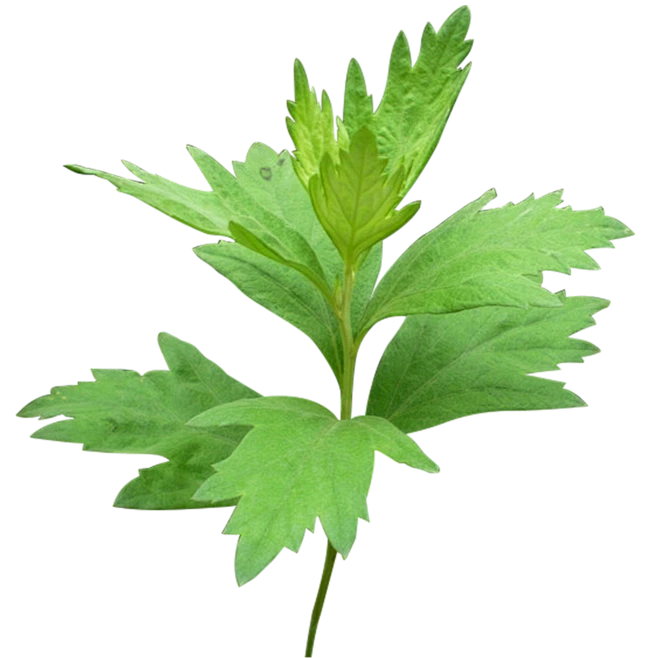 艾叶靳艾草种子药用野生香艾草苗可食用青团大叶艾蒿青蒿种籽驱蚊-淘宝网-花瓣网