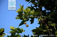 二球悬铃木图片_百度百科
