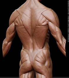 秋凇采集到肌肉骨骼