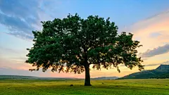 12 Fast-Growing Shade Trees | Arbor Day Blog : Quaking Aspen Populus tremuloides If there were a Guinness Book of World Records for trees, the quaking aspen would be in it – several times. First, it has the widest natural range of any tree in North Americ