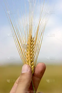 近拿小麦的手