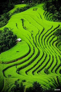 热带舔冰棍采集到【景观设计】前期/情景意向